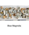 blue magnolia 1