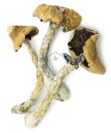 brazilian cubensis mushrooms