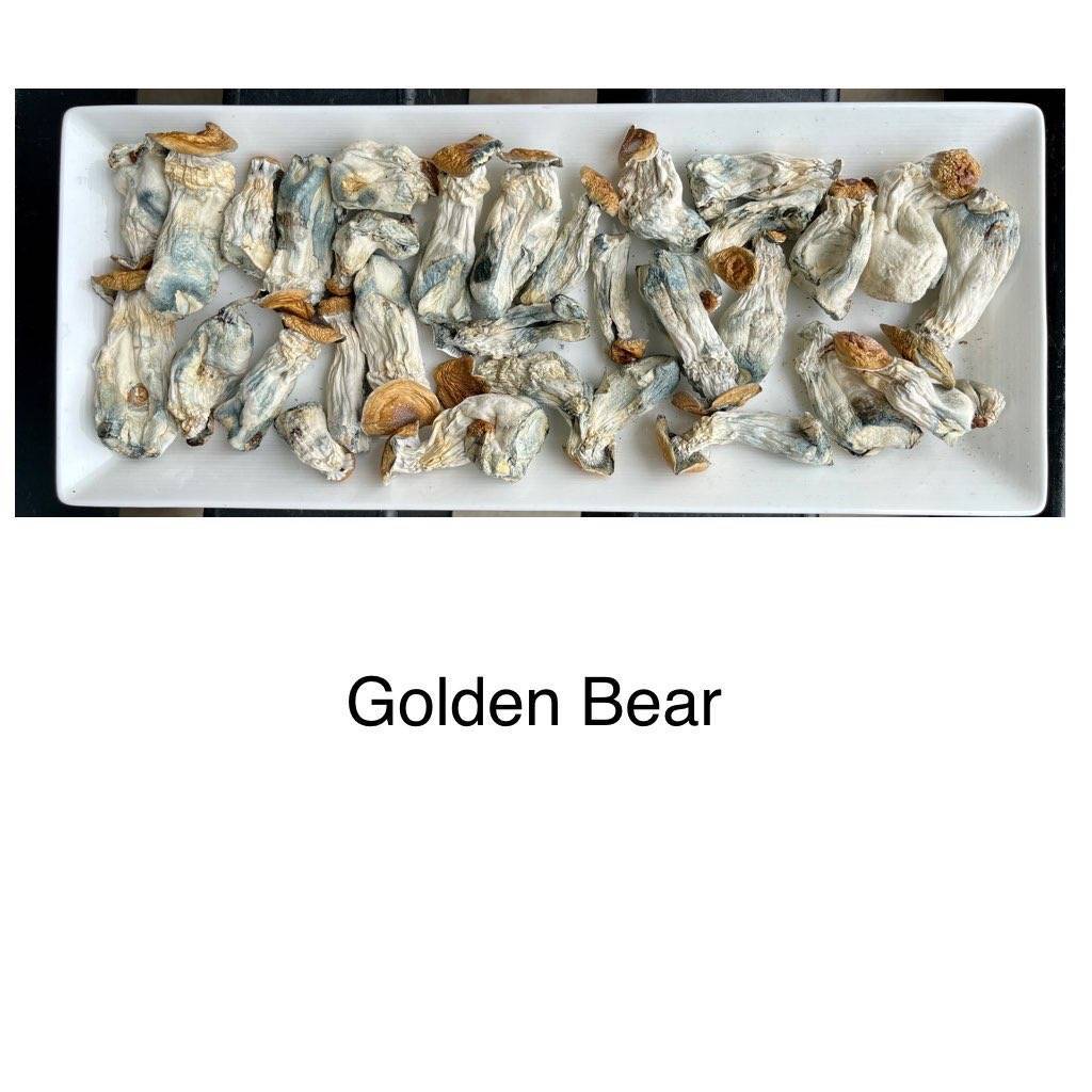 golden bear 1