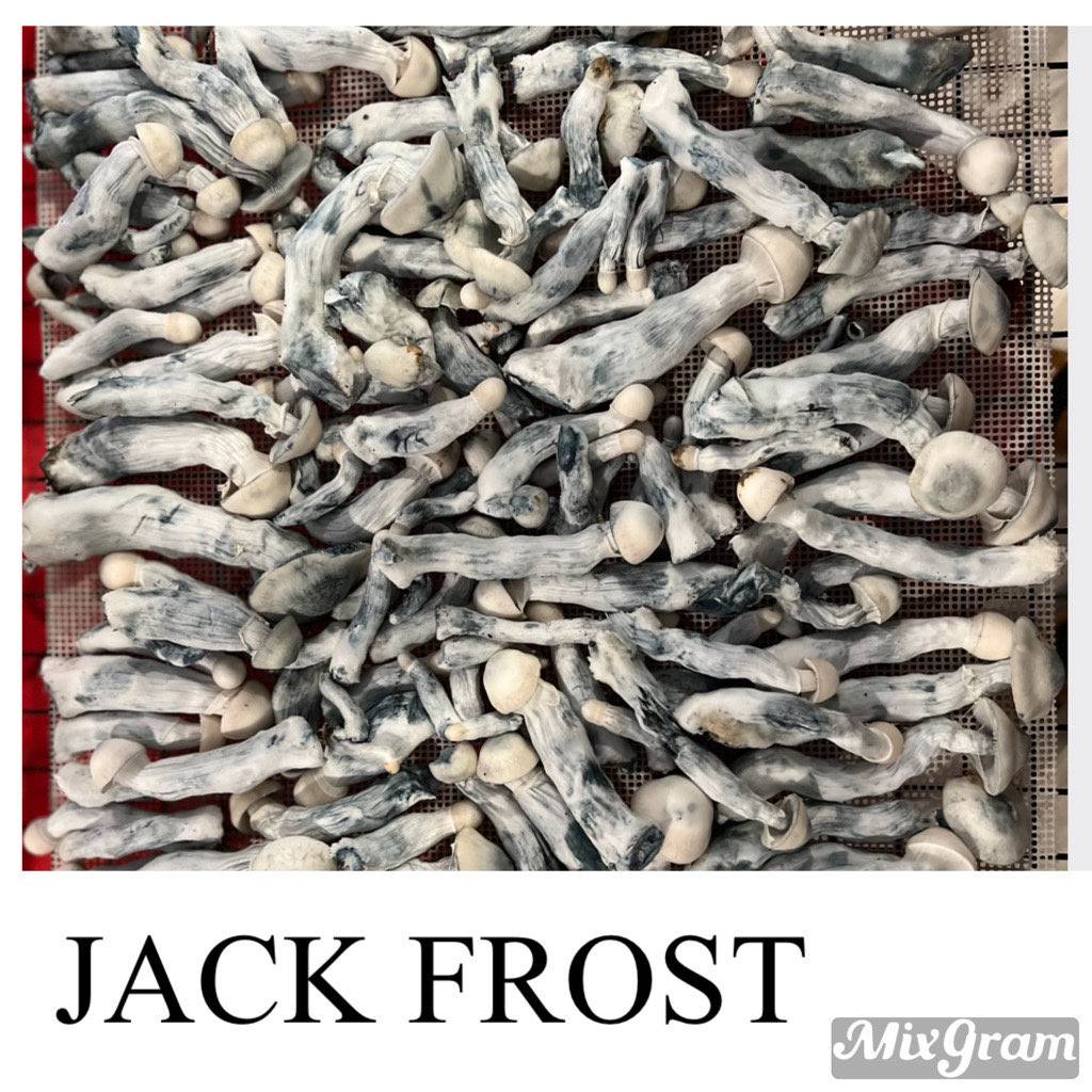 jack frost 4