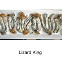 lizard king 1